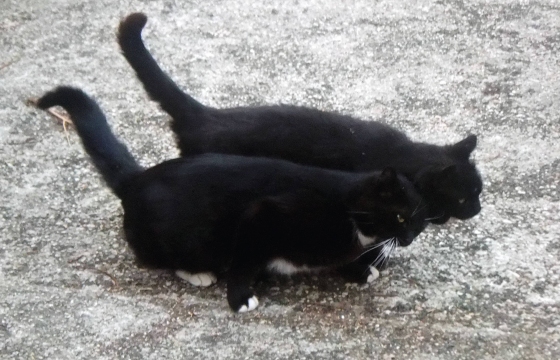 chattes noires