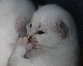 Goupil, 11 jours